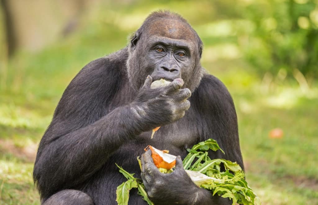 Gorilla Rwanda Gorilla Rwanda