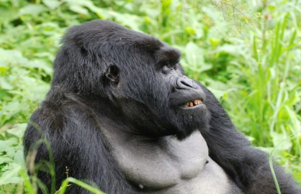 ape Tanzania fotavtrykk dating