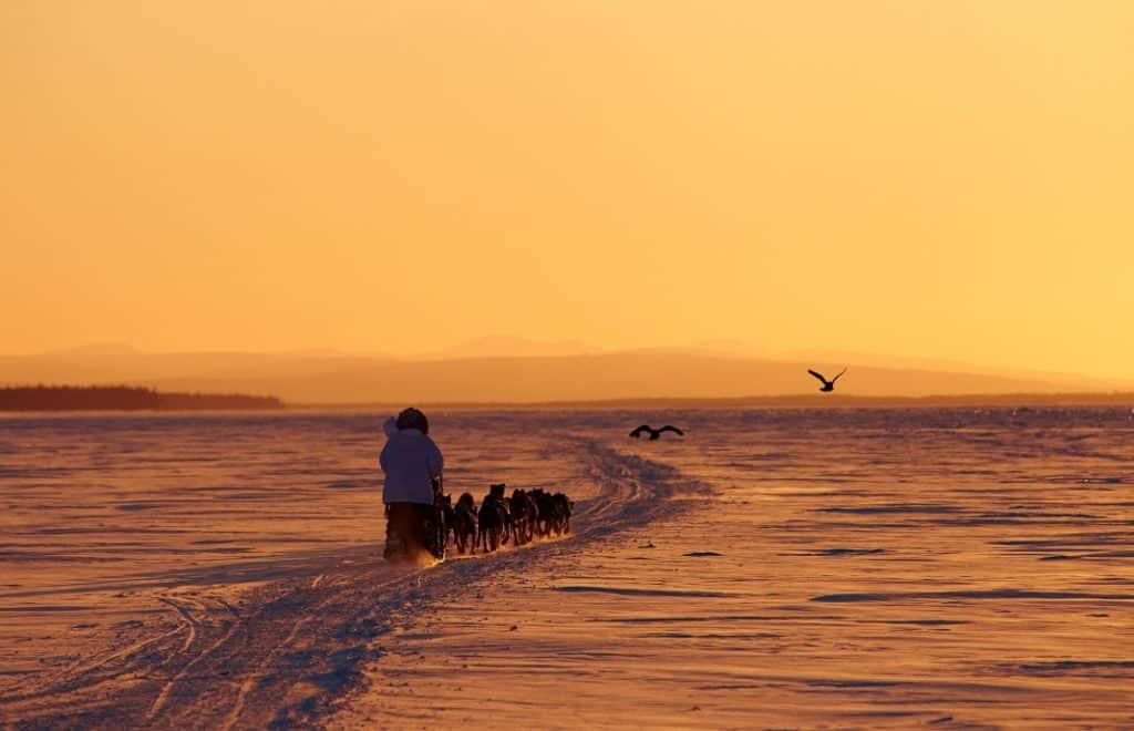 Iditarod dog sled race, Yukon River, Galena, Alaska Iditarod dog sled race, Yukon River, Galena, Alaska