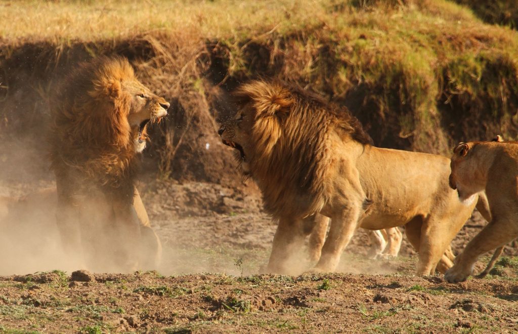 Masai mara lions