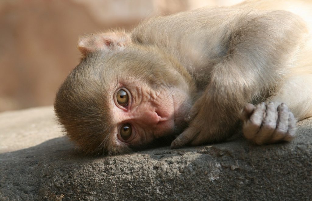 reclining-monkey-3484185_1920 reclining-monkey-3484185_1920