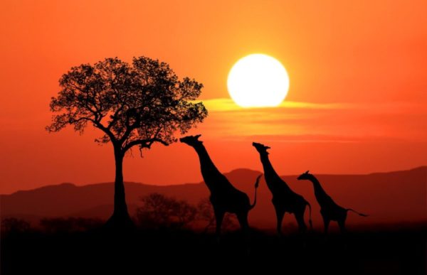 reiser kenya, afrika reiser, reiser til afrika, reiser afrika, reisemål afrika, Unike reiser, pakkereiser, skreddersydde reiser, pakketurer, reiser, reisebyrå, reisetips, safari i afrika, kenya safari reiser, tur til kenya, ballongsafari
