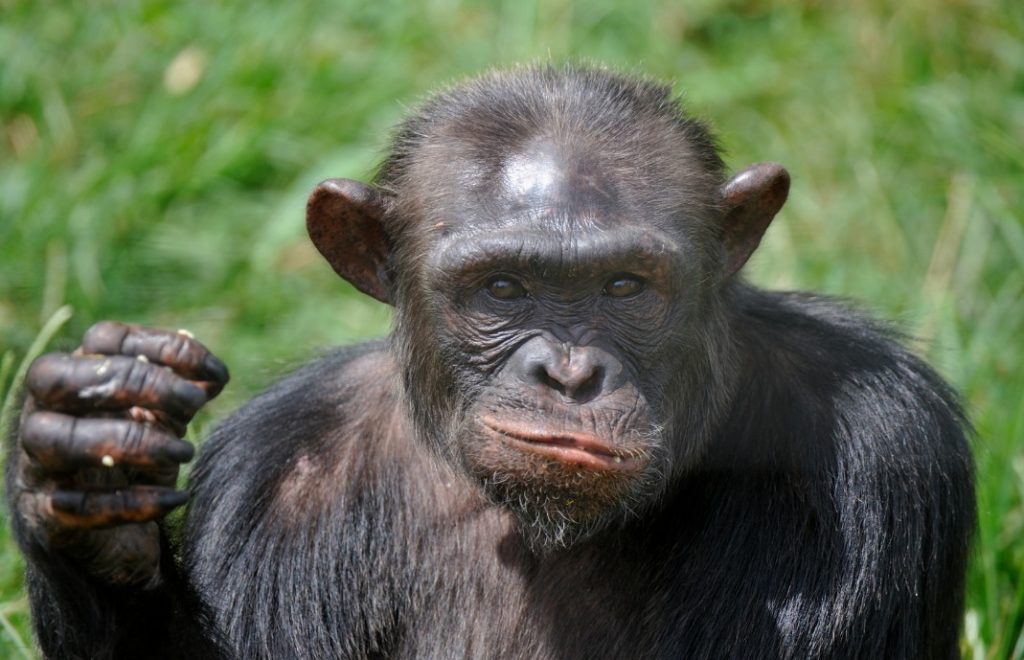 Ngamba Island Chimpanzee Sanctuary_4
