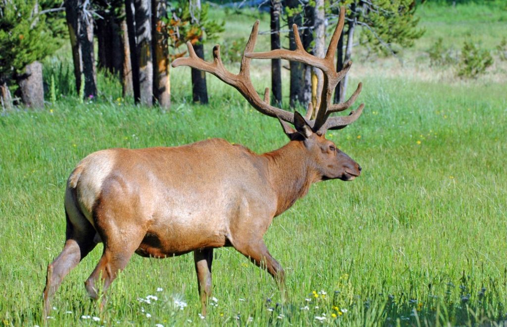 Elk Prairie_1
