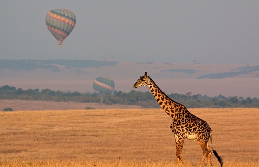Serengeti safari 1