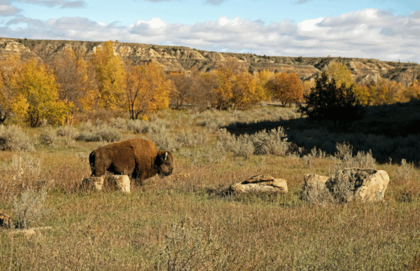 Reiser til North Dakota, USA, Theodore Roosevelt nasjonalpark, Unike Reiser