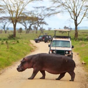 safari i kenya