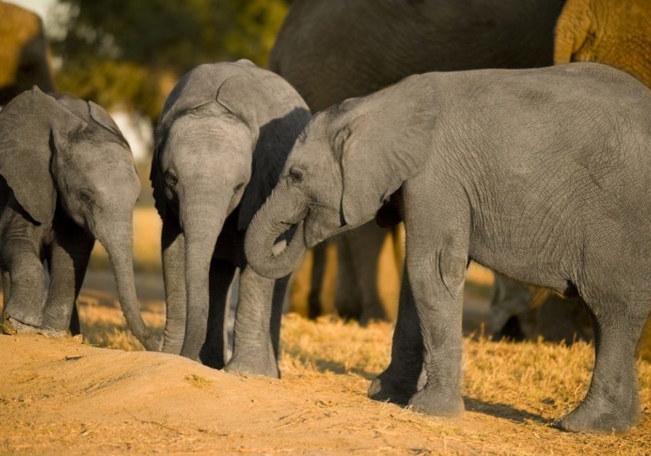 Mwaluganje Elephant Sanctuary_2