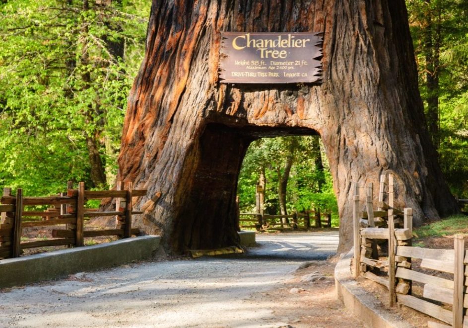 Redwood nasjonalpark_1