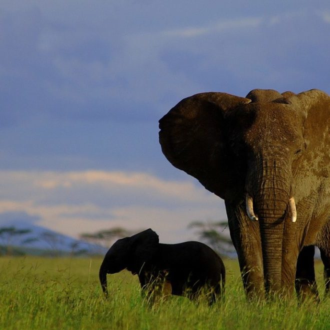 Serengeti nasjonalpark 3
