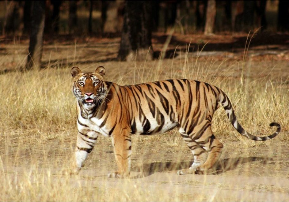 Tiger Safari 2