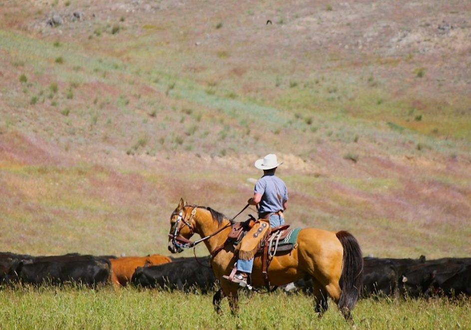 reiser til usa,, usareiser, reiser til amerika, tur til usa, usa reiser, reiser usa, usa turer, unike reiser, pakkereiser, skreddersydde reiser, pakketurer, reiser, reisebyrå, reisetips ranchferie, ranchopphold